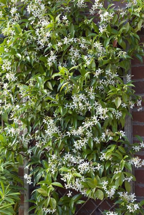 Vines and vine plants are the garden's most flexible members. Add These Gorgeous Flowering Vines to Your Yard | Climbing ...