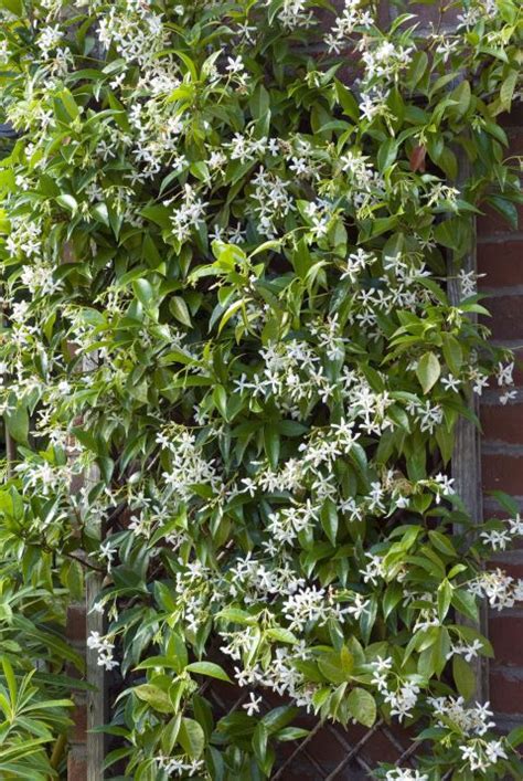 These are popular choices for growth on fences or trellises that divide property lines. 20 Gorgeous Flowering Vines to Add to Your Yard | Climbing ...