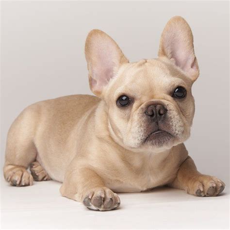 Cream Frenchie Really Cute Puppies Cute Cats And Dogs French