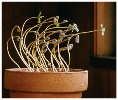 In this project you will investigate the direction of plant. Plant Adaptations and Tropism | MarshScience7