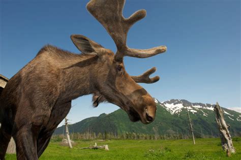 Alaska Wildlife Denali National Park Alaska Animals Alaskas Big