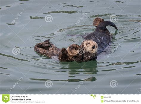 Mother and Baby Sea Otter Snuggling Stock Image - Image of marinemammal