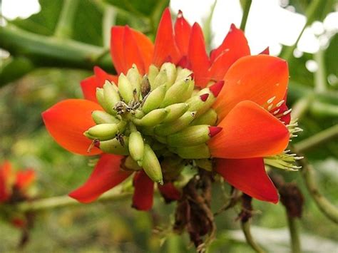 Flor Chachafruto Flor De Erythrina Edulis O Chachafruto L Flickr