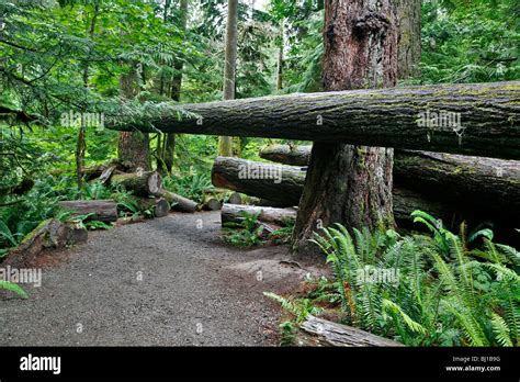 A Footpath Across Cut Trees Macmillan Provincial Park Vancouver