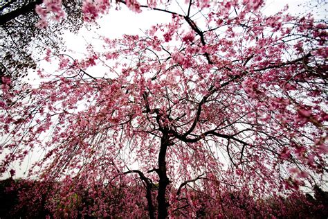 Pink Tree Imb