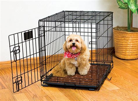 Crate Training A Puppy How To Get Started All About Bichon Frises