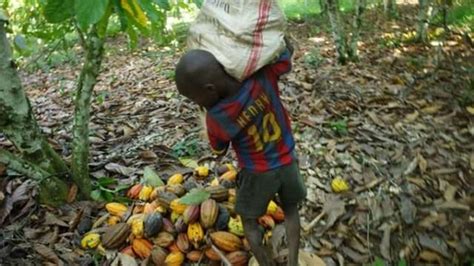 Nestle To Pay Cocoa Farmers To Stop Child Labour Ghanaian Farmers To