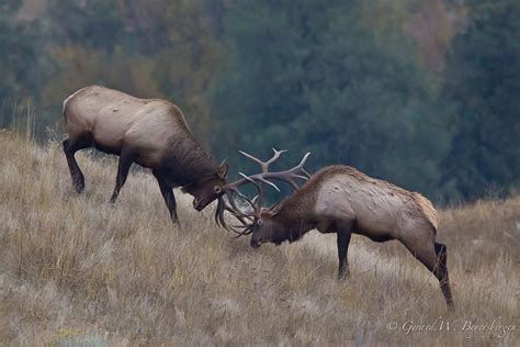 North American Elk Fighting Pair Of Bull Elk Cervus Ela Flickr