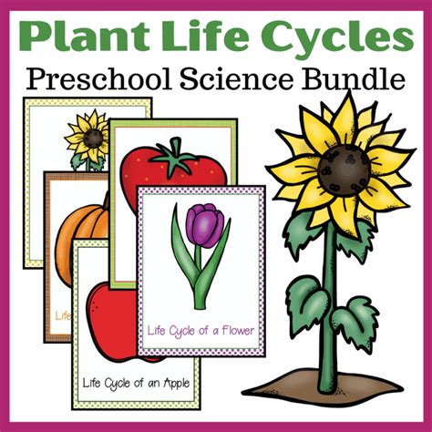 Printable Life Cycle Of Plants For Kids Bundle