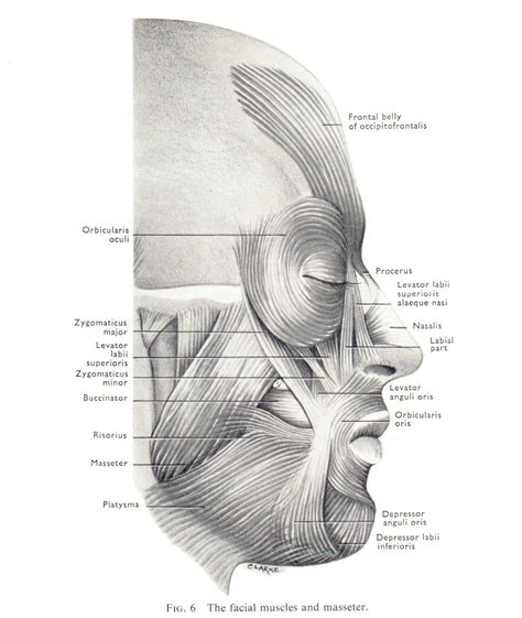 Facial Muscles Facial Anatomy Facial Muscles Anatomy And Physiology