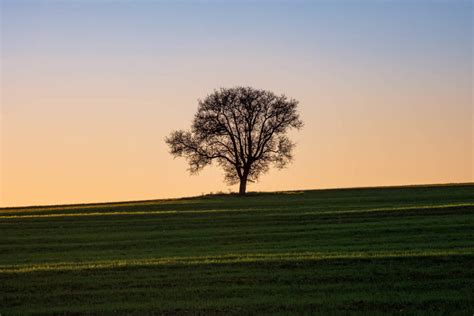 How To Photograph A Lone Tree Alexios Ntounas Photography