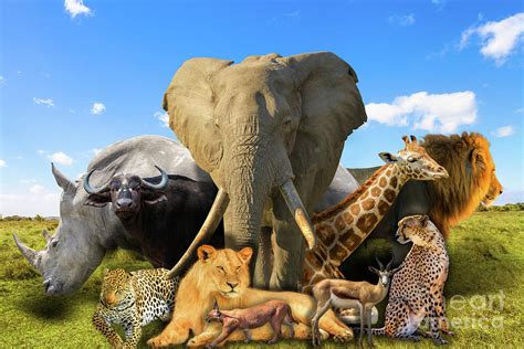 African Animals Collage Photograph By Benny Marty Pixels