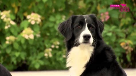 Dog Rescue Videos Labernese What Job Do These Dogs Do The
