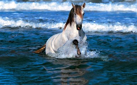 Hd Horse In Water Wallpaper Download Free 143683