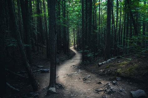 20700 Dark Woods Path Stock Photos Pictures And Royalty Free Images