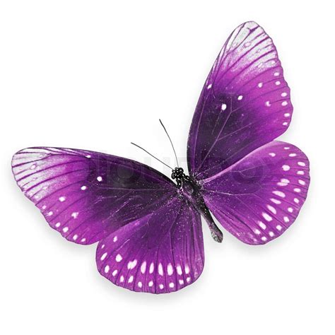 Purple Butterfly Flying Stock Image Colourbox