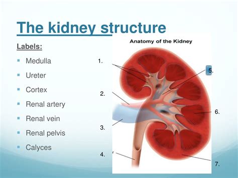 Ppt The Kidneys Powerpoint Presentation Free Download Id2721576