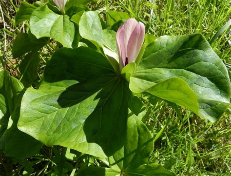 Giant Trillium Trillium Chloropetalum Photo Taken On Wol Flickr