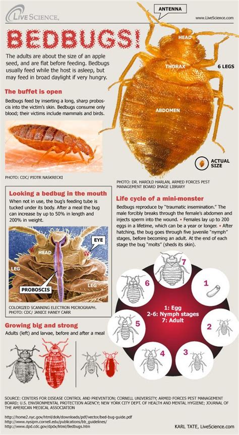Bed Bug Identification Chart