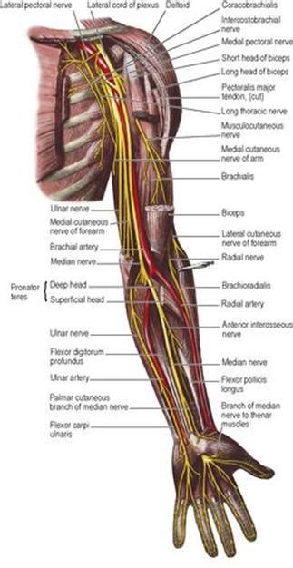 Upper Back Nerve Anatomy Nerves Of Upper Limb Flashcards Memorang