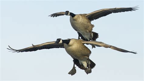 Can’t Hardly Wait For Hunting Season Early Goose Season Is Coming Around The Corner Here Are A