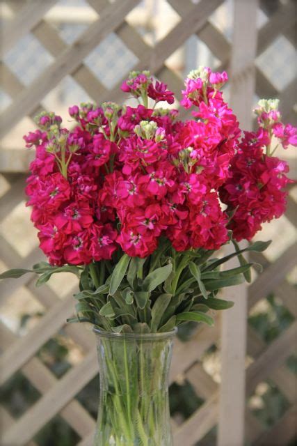Hot Pink Stock Fragrant Flowers Pink Flowers Flowers