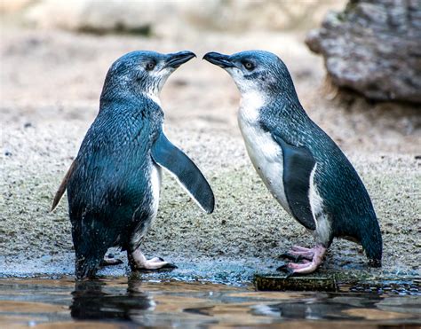 Little Blue Penguins Photographed In Hawkes Bay Steve