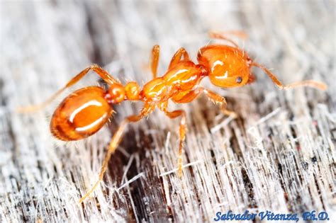 Hymenoptera Formicidae Solenopsis Geminata Tropical Fire Ant D Urban Programs El Paso County