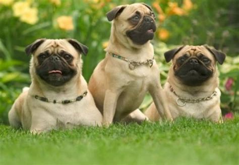 Pug Dog Breed Information Images Characteristics Health