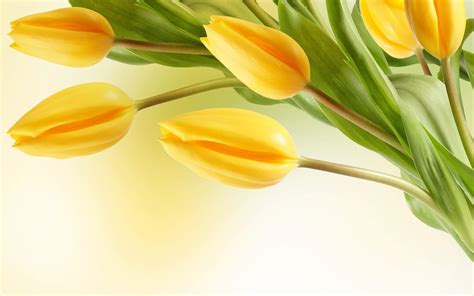 Yellow Tulip Flowers Wallpaper 34611607 Fanpop