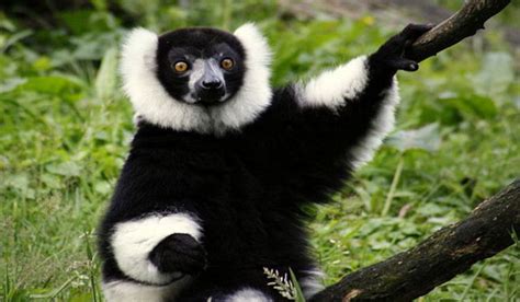 Madagascars Most Endangered Mammals