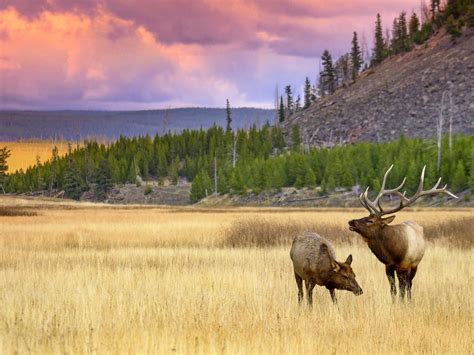 20 Amazing Wildlife Photos In Yellowstone National Park Yellowstone