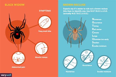 Spider Bites Symptoms Treatment Identification