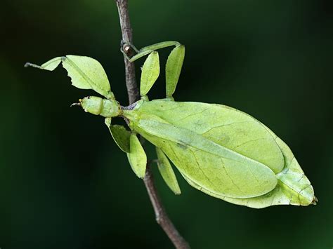 Nature Photography Other Bugs And Insects Leaf Insect Phyllium Sp