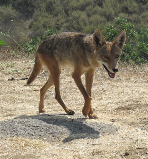 Filecoyote Beverley Hills Ca Wikimedia Commons