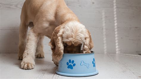 How Much Dry Food Do I Feed My Puppy