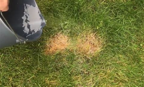 Fix Burnt Grass And Dog Urine Spots With This Easy Solution Hometalk