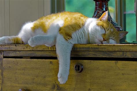 Domestic Cat Napping Photograph By Michael Gadomski Pixels