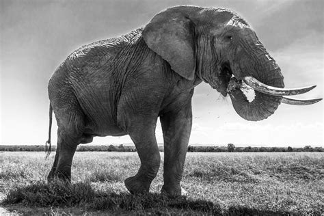 Lastworld Fun How Big Is A African Elephant
