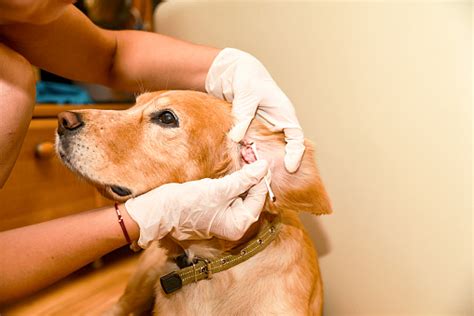The Doctor Cleans The Dogs Ears Stock Photo Download Image Now