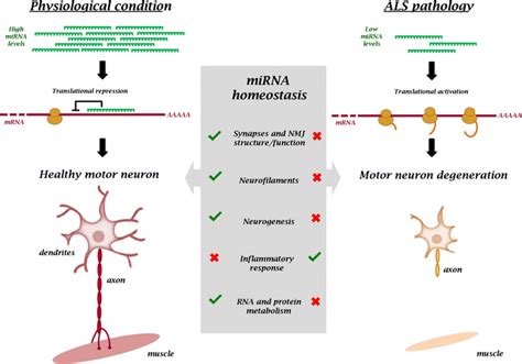 Role Of Mirnas In Motor Neuron Physiology And Degeneration The