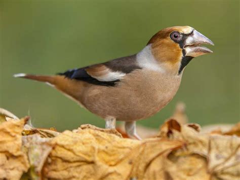 The Hawfinch Saga