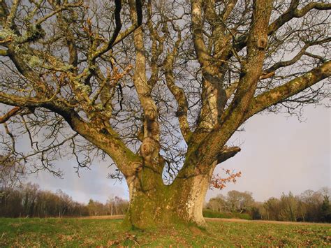 Pedunculate Oak How To Grow Trees