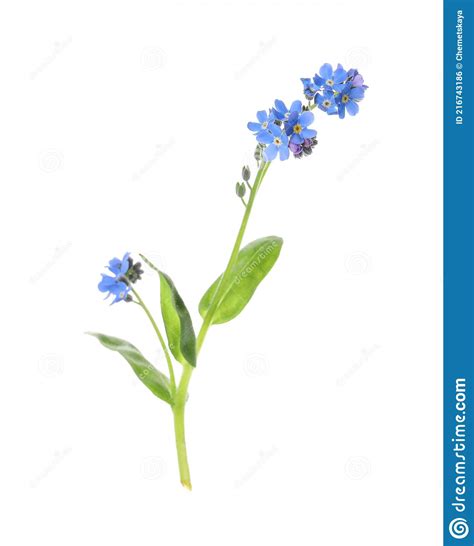 Beautiful Blue Forget Me Not Flowers Isolated On White Stock Photo