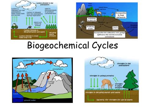 Biogeochemical Cycles Science Quizizz