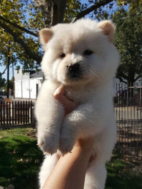 Two Cute Chow Chow Puppies For Adoption Text Or Call 832x 429 X 57 X97 Phoenix For Sale Phoenix