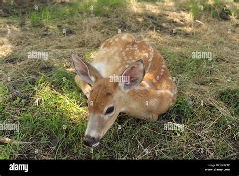 Whitetail Deer Fawn Stock Photo Alamy
