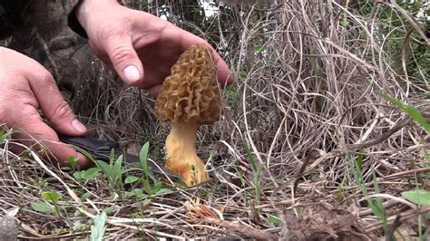Morel Mushroom Hunting Giants Youtube