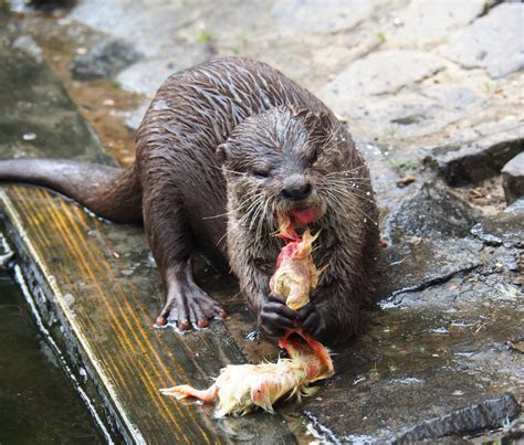 Asian Small Clawed Otter Eating One Day Chicks Aonyx Cinerea 2019 05