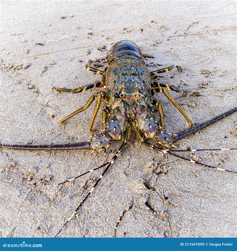 Painted Crayfish Or Rock Lobster Lat Panulirus Versicolor Crustacean